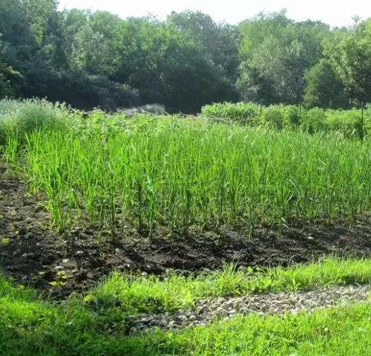Oryza sativa Duborskian (Certificação Orgânica) - Arroz Duborskian, Arroz de montanha - Image 5