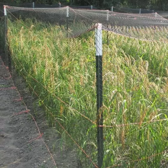 Oryza sativa Duborskian (Certificação Orgânica) - Arroz Duborskian, Arroz de montanha - Image 6
