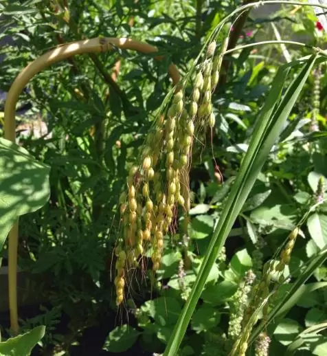 Oryza sativa Duborskian (Certificação Orgânica) - Arroz Duborskian, Arroz de montanha - Image 7