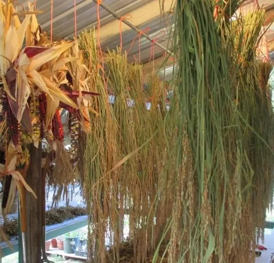 Oryza sativa Duborskian (Certificação Orgânica) - Arroz Duborskian, Arroz de montanha - Image 8