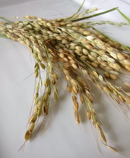 Oryza sativa Duborskian (Certificação Orgânica) - Arroz Duborskian, Arroz de montanha - Image 9