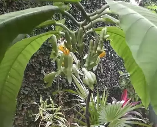 Passiflora macrophylla - Maracujá de árvore, árvore da flor da paixão, granadila del monte - Image 2
