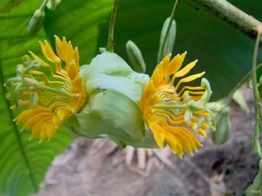 Passiflora macrophylla - Maracujá de árvore, árvore da flor da paixão, granadila del monte - Image 3