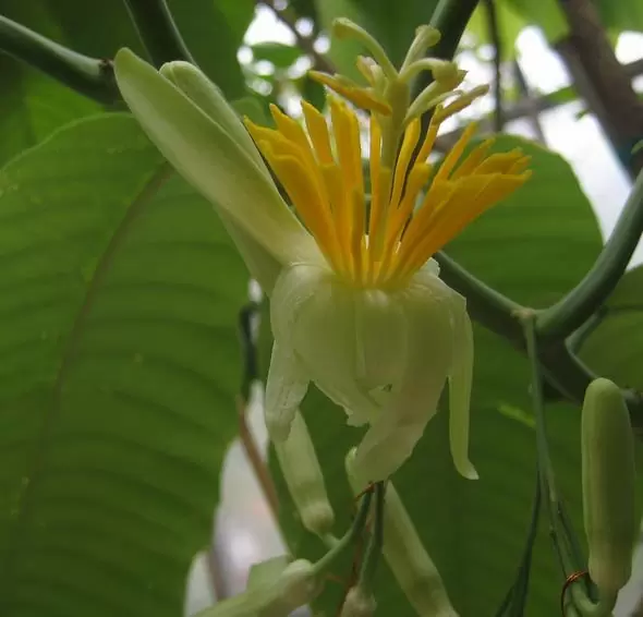 Passiflora macrophylla - Maracujá de árvore, árvore da flor da paixão, granadila del monte - Image 4