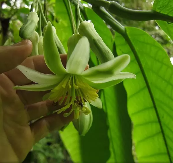 Passiflora macrophylla - Maracujá de árvore, árvore da flor da paixão, granadila del monte - Image 5