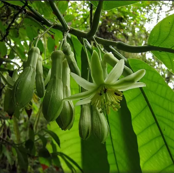 Passiflora macrophylla - Maracujá de árvore, árvore da flor da paixão, granadila del monte - Image 6
