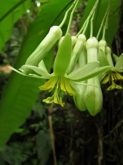 Passiflora macrophylla - Maracujá de árvore, árvore da flor da paixão, granadila del monte - Image 7