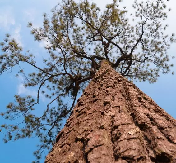 Pinus kesiya (Pinus insularis) - Pinheiro de Khasia, Khasi pine, Benguet pine