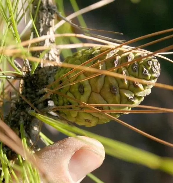 Pinus kesiya (Pinus insularis) - Pinheiro de Khasia, Khasi pine, Benguet pine - Image 5