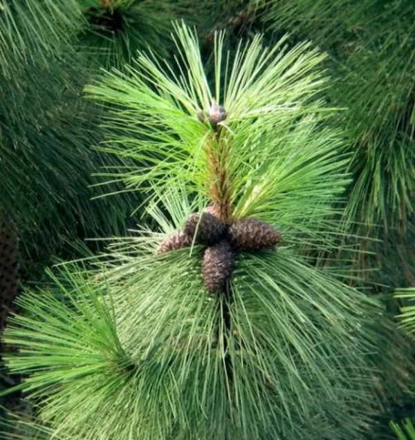 Pinus kesiya (Pinus insularis) - Pinheiro de Khasia, Khasi pine, Benguet pine - Image 8