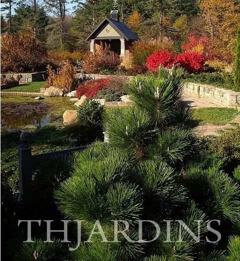 Pinus thunbergii - Pinheiro negro Japonês