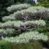 Pinus thunbergii - Pinheiro negro Japonês - Image 2