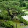 Pinus thunbergii - Pinheiro negro Japonês - Image 3
