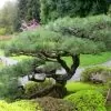 Pinus thunbergii - Pinheiro negro Japonês - Image 4