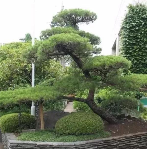 Pinus thunbergii - Pinheiro negro Japonês - Image 5
