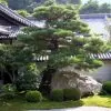Pinus thunbergii - Pinheiro negro Japonês - Image 6