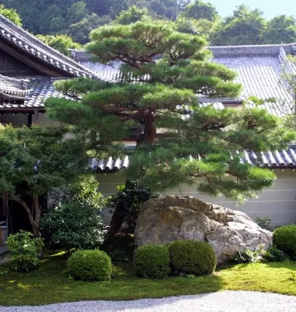 Pinus thunbergii - Pinheiro negro Japonês - Image 6