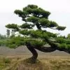 Pinus thunbergii - Pinheiro negro Japonês - Image 7
