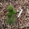 Pinus thunbergii - Pinheiro negro Japonês - Image 10