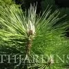Pinus thunbergii - Pinheiro negro Japonês - Image 11