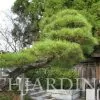 Pinus thunbergii - Pinheiro negro Japonês - Image 12