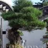 Pinus thunbergii - Pinheiro negro Japonês - Image 14