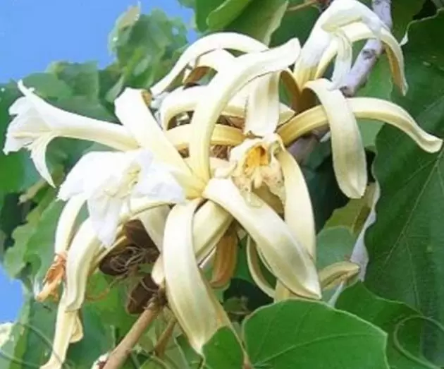 Pterospermum acerifolium - Árvore de karnikara, Árvore Bayur, Dinner Plate Tree