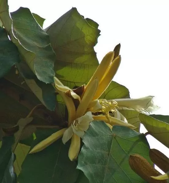 Pterospermum acerifolium - Árvore de karnikara, Árvore Bayur, Dinner Plate Tree - Imagem 2