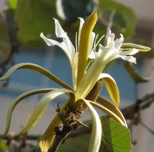 Pterospermum acerifolium - Árvore de karnikara, Árvore Bayur, Dinner Plate Tree - Imagem 3