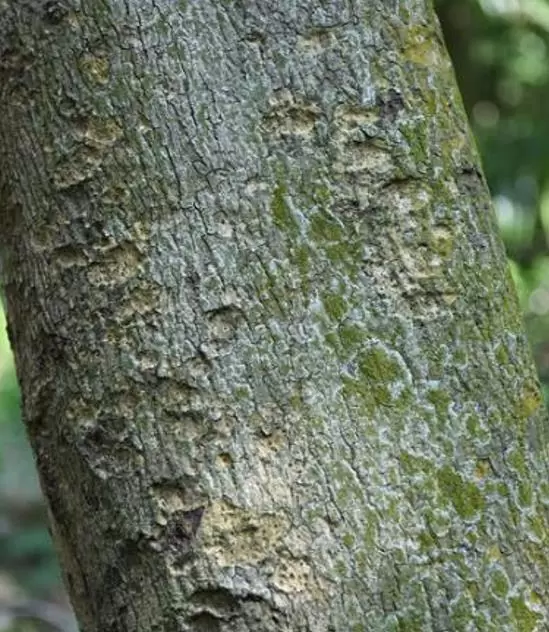 Pterospermum acerifolium - Árvore de karnikara, Árvore Bayur, Dinner Plate Tree - Imagem 5