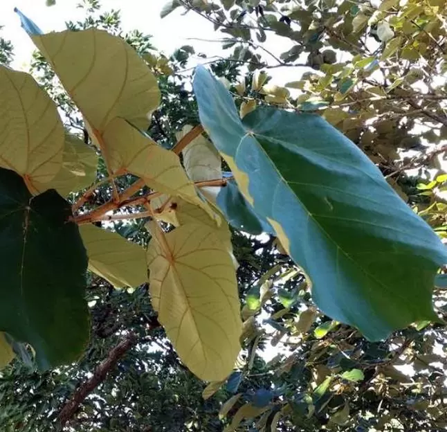Pterospermum acerifolium - Árvore de karnikara, Árvore Bayur, Dinner Plate Tree - Imagem 7