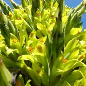 Puya chilensis - Bromélia do Chile, Chagual