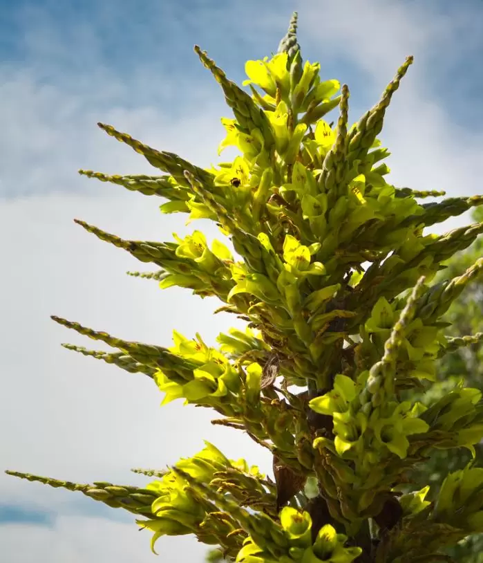 Puya chilensis - Bromélia do Chile, Chagual - Imagem 2