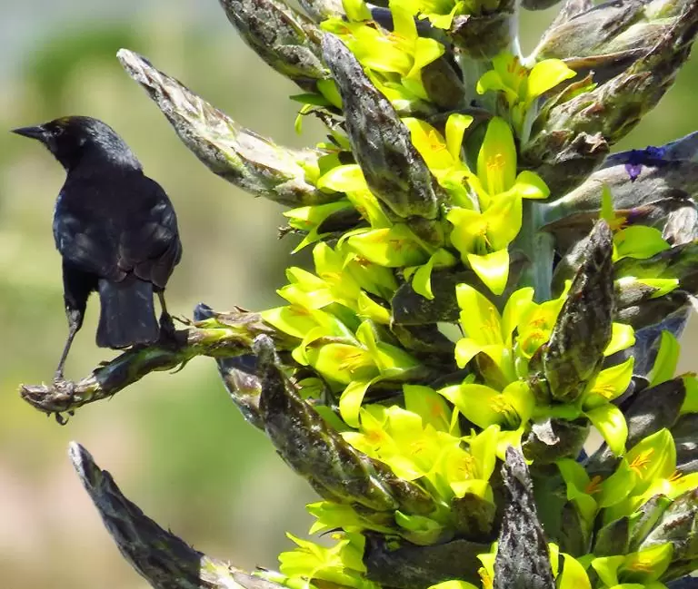 Puya chilensis - Bromélia do Chile, Chagual - Imagem 3