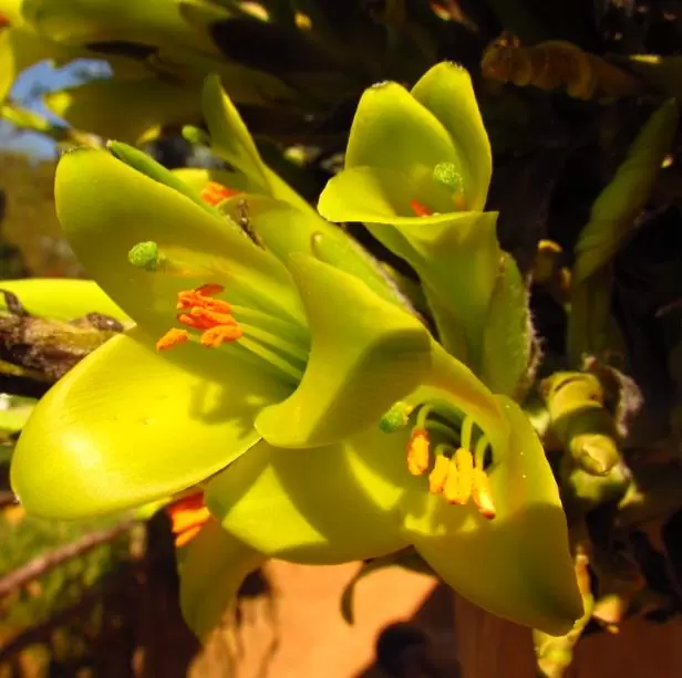 Puya chilensis - Bromélia do Chile, Chagual - Imagem 4