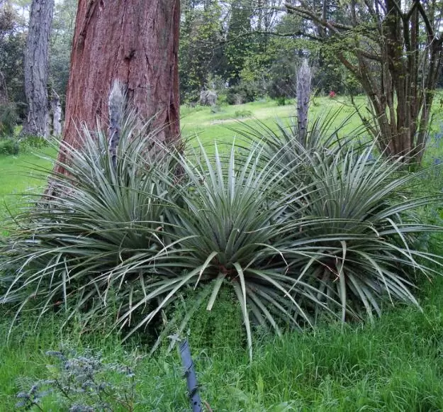 Puya chilensis - Bromélia do Chile, Chagual - Imagem 5