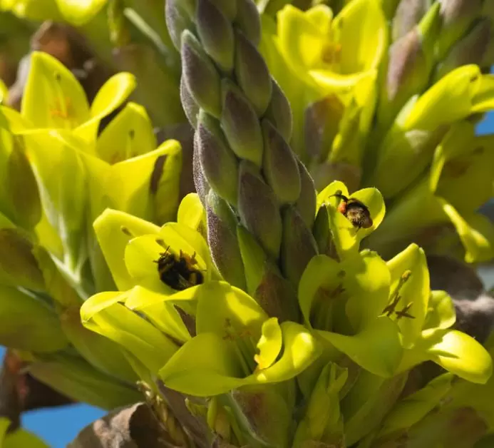 Puya chilensis - Bromélia do Chile, Chagual - Imagem 6