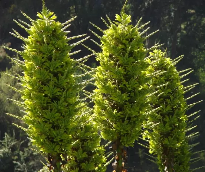 Puya chilensis - Bromélia do Chile, Chagual - Imagem 7