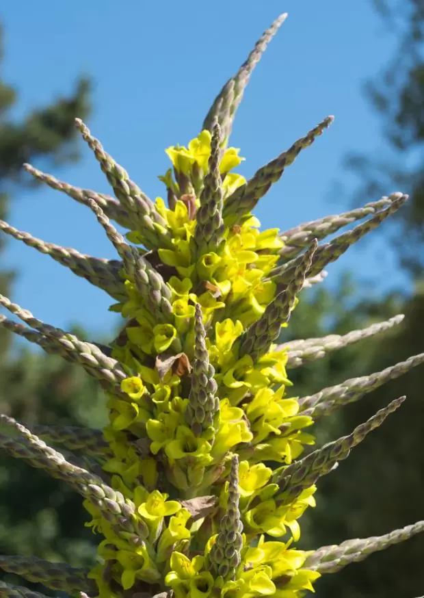 Puya chilensis - Bromélia do Chile, Chagual - Imagem 8