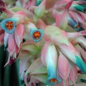 Puya dyckioides - Bromélia Rosa Coral, Bromélia Magnífica, Bromélia Dyckioides