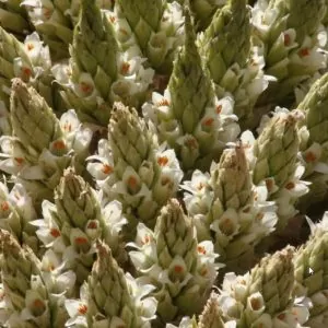 Puya raimondii (maior bromélia do mundo) - Bromélia Gigante, Rainha das Bromélias, Rainha dos Andes