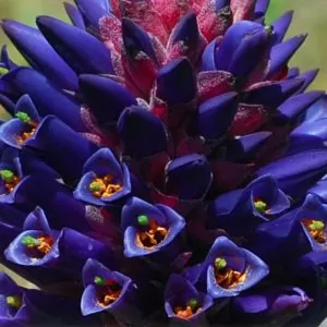 Puya venusta - Bromélia Chagualillo, Chagualillo