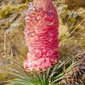 Puya weberiana - Bromélia Lanterna do Deserto, Bromélia Princesa Carmim, Bromélia Princesa Rosa