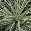 Puya yakespala - Bromélia Princesa Iluminada, Bromélia Amarela do Deserto - Image 5