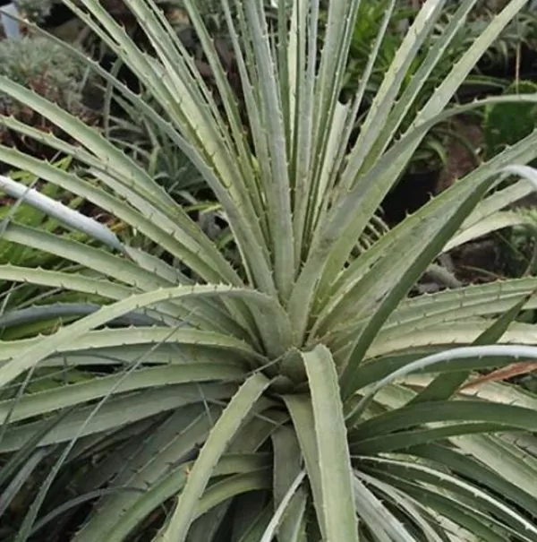 Puya yakespala - Bromélia Princesa Iluminada, Bromélia Amarela do Deserto - Image 5