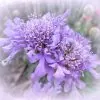 Scabiosa stellata - Escabiosa Flor Lua de Papel, Escabiosa Flor das Estrelas, Ping Pong Starflower - Image 2