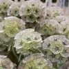 Scabiosa stellata - Escabiosa Flor Lua de Papel, Escabiosa Flor das Estrelas, Ping Pong Starflower - Image 3