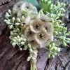 Scabiosa stellata - Escabiosa Flor Lua de Papel, Escabiosa Flor das Estrelas, Ping Pong Starflower - Image 5