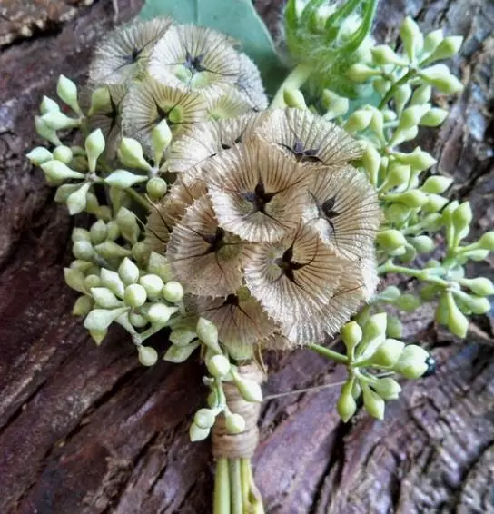 Scabiosa stellata - Escabiosa Flor Lua de Papel, Escabiosa Flor das Estrelas, Ping Pong Starflower - Image 5