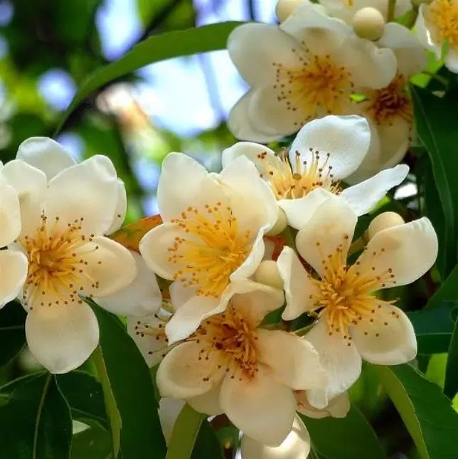 Schima superba - Planta do Chá, Árvore do Mel Schima, Needlewood